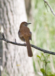 Brown Thrasher 4919